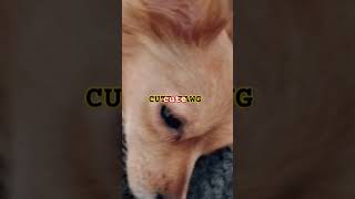 Cute dawg lyrics remix [upl. by Ydde304]