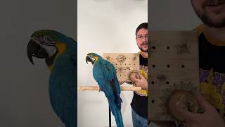 What a Fun Bird Toy Parrot Advent Calendar macaw [upl. by Vena424]