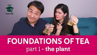 Free Tea Course THE FOUNDATIONS OF TEA  Pt1 The Plant [upl. by Demetra]