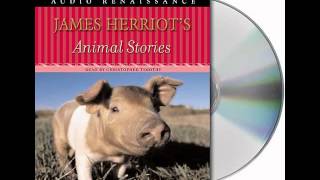 James Herriots Animal StoriesAudiobook Excerpt [upl. by Fayola]