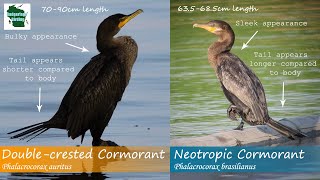 ID Tips Neotropic Cormorant vs Doublecrested Cormorant [upl. by Aseretairam]