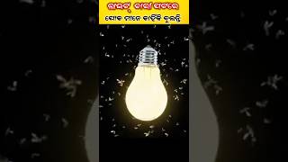 ପୋକ ମାନେ Light ଚାରି ପଟରେ କାହିଁକି ବୁଲିଥାନ୍ତି [upl. by Eniron596]