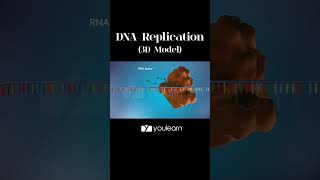 DNA Replication  3D Model animation trending chemistrylectures vir [upl. by Porcia912]