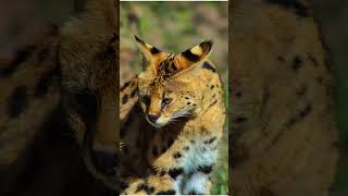 SERVALS Highly Skilled Hunters with a success rate of around 50  KNOW WITH ME shortvideo [upl. by Anna-Diana]