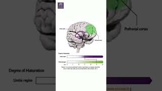 Tu Corteza Prefrontal La Clave para Controlar tus Impulsos 🧠 neurocienciasaplicadas bienestar [upl. by Countess]