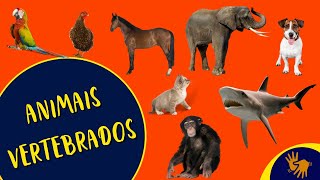 Animais Vertebrados  Ciências  Vídeo em Libras [upl. by Acinoj441]