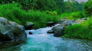 Nature’s Forest River Symphony with Birds for Total Calm Inner Focus and Sleep Aid [upl. by Burchett]