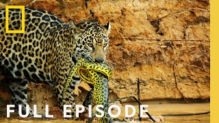 Jungles Survival of the Fittest Full Episode  Hostile Planet [upl. by Hairabez]