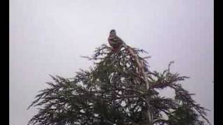 Male Chaffinch Rain Call [upl. by Riggall9]