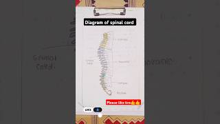 diagram of spinal cord important diagram anatomy diagram educational nursing [upl. by Eillen]