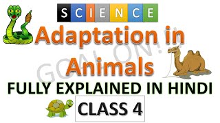 Adaptation in animals class 4  class 4 adaptation in animals  Science class 4  Class 4  Science [upl. by Einal]