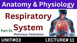 Respiratory System  Anatomy And Physiology  Pharmacy Technician [upl. by Platto768]