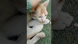 Time spent with cat is never wested🤗Alishortvideo love ❣️ [upl. by Phyllida]