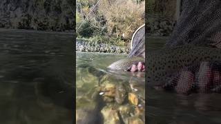 Fly fishing for trout the rainbows releasing chapter [upl. by Eetak]