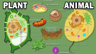 PLANT VS ANIMAL CELLS [upl. by Torras]