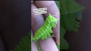 Squeaking Caterpillar [upl. by Gus]