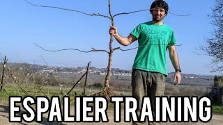 Keepers Nursery apple espalier guide my best expert tips techniques and advice for training tree [upl. by Euqinamod230]