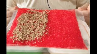 ASMR  Eating Fish Roe  กินไข่ปลาบินโทบิโกะ  Crunchy Sound  Ăn trứng cá chuồn  ASMR 143 [upl. by Nyleek]