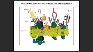 Fundamentals of Glycan Structure 1 [upl. by Pouncey94]