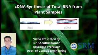 cDNA Synthesis  Dr P Senthil Kumar  Genetic Engineering  SRM [upl. by Anahsar]