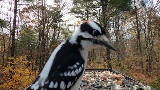 Nuthatch Woodpecker Titmice Chickadees [upl. by Atikram]