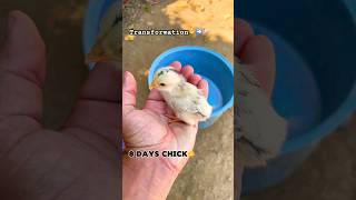 Chick’s Amazing 2Year Transformation  From Hatchling to FullGrown Chicken🐥➡️🐓 [upl. by Reichert]