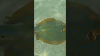 Title Close Encounter with a BlueSpotted Stingray at Tioman Island [upl. by Ilyah]