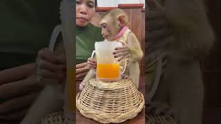 Monkey Marry Doesnt Like Oranges Juices [upl. by Aenad]