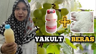 Membuat pupuk dengan formula ini Dengan Kandungan NPK lengkap [upl. by Adraynek]