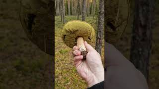 Picking Wild Edible Mushrooms of the Forest Boletus Russula amp Suillus variegatus [upl. by Mota986]