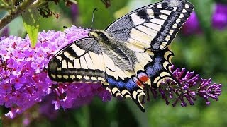 Butterflies and Flowers  1 Hour Nature Meditation with Soothing Music [upl. by Nemsaj]