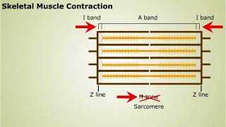 Contraction of Skeletal Muscle [upl. by Harman]