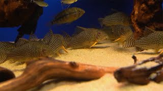 OrangeflossenPanzerwels  Corydoras sterbai [upl. by Nagn]