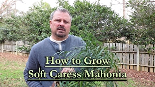 How to grow Soft Caress Mahonia Evergreen Shade Shrub with Yellow Flowers [upl. by Meisel]