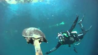 softshell turtle at Blue Grotto springs [upl. by Ardnusal]