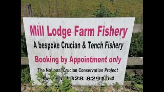 Mill Lodge Farm Fishery in Norfolk June 2021 [upl. by Cohleen]