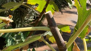 How to Prune Fig Trees For MAXIMUM Fruit Production Includes LittleKnown Tip Towards The End [upl. by Akeihsal966]