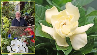 GARDENIA  FLEUR AU PARFUM ENVOÛTANT POUR LA MAISON OU MÊME LE JARDIN Le Quotidien du Jardin N°334 [upl. by Kendell]