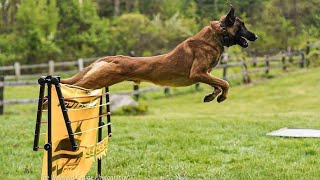 Малинуа  сборник видео 2021 quotБельгийская овчаркаquot Malinois  video collection2021 Belgian Shepherd [upl. by Ahsenrac]