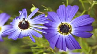 Flower Gardens  How to Grow the Swan River Daisy Brachycome Iberidifolia [upl. by Gombosi]