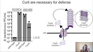 Functional amyloid confer defense against predatory bacteria [upl. by Bain]