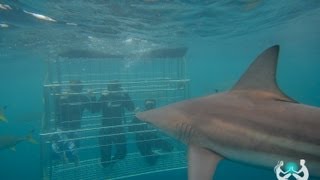 SHARK CAGE DIVING SOUTH AFRICA [upl. by Siward]