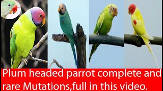 Plum headed parrot Mutations  Rare mutations of plum head parrot [upl. by Skylar192]