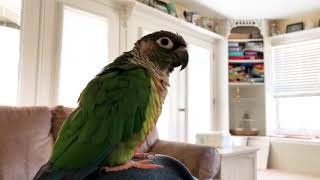 Trello the Green Cheek Conure Talking [upl. by Yelram213]