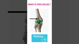 What is this called👈Knee joint 🦿🦵youtube anatomy medical ytshorts [upl. by Mannes]