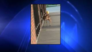 Rabid Deer Attacks Woman [upl. by Esela]