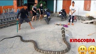 Terrible the worlds largest and most venomous snake  king cobra  peoples obsession [upl. by Yruama771]