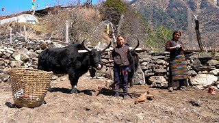 Tibetan Village Life high in the Himalayas Life in the mountains [upl. by Yreme]