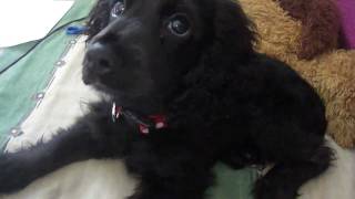 Black Cocker Spaniel Puppy [upl. by Lamonica]