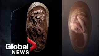 Perfectlypreserved dinosaur embryo found inside fossilized egg in China [upl. by Bronwyn339]